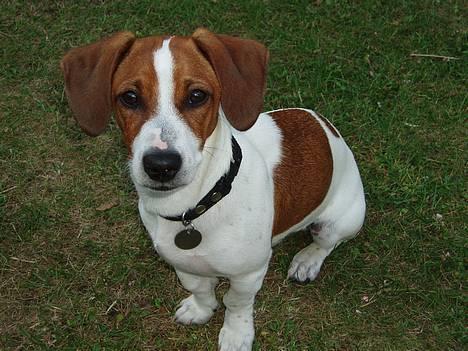 Blanding af racer Mozzi - Mozzi billede 1