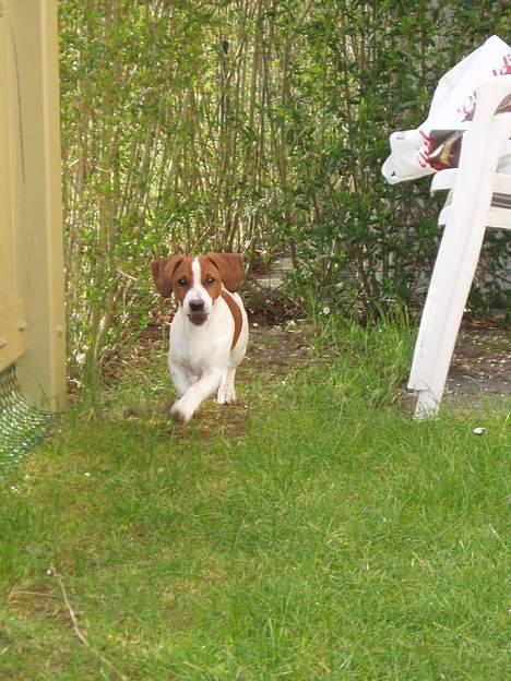 Blanding af racer Mozzi - Mozzi løber ude i haven billede 2