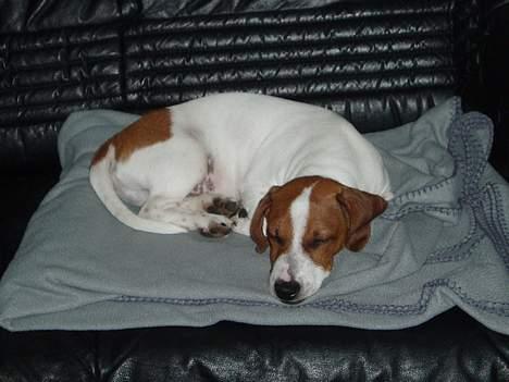 Blanding af racer Mozzi - Mozzi ligger på sin plads i sofaen. billede 3