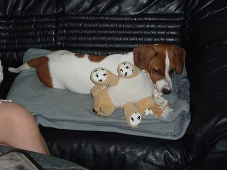 Blanding af racer Mozzi - Mozzi ligger med sin bamse billede 4