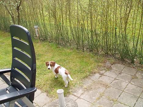 Blanding af racer Mozzi - Mozzi i haven. billede 5