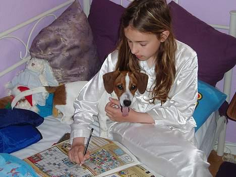 Blanding af racer Mozzi - Mozzi laver kryds & tværs. billede 6