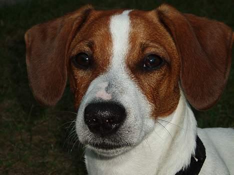 Blanding af racer Mozzi - Mozzi billede 7