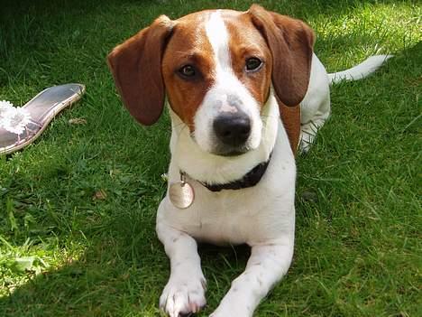 Blanding af racer Mozzi - Mozzi i haven. billede 8