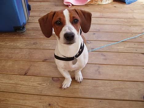 Blanding af racer Mozzi - Mozzi på sommerferie. billede 9