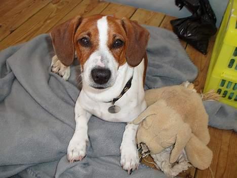 Blanding af racer Mozzi - Mozzi og bamse. billede 10