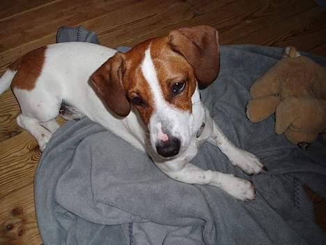 Blanding af racer Mozzi - Mozzi billede 11