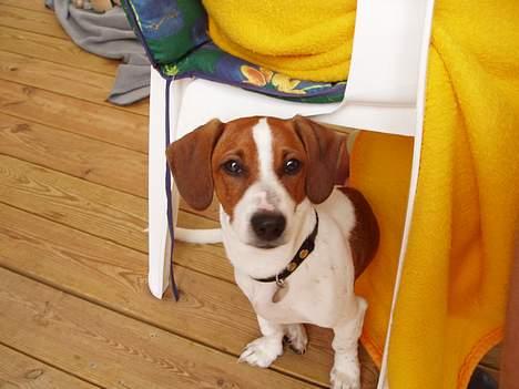 Blanding af racer Mozzi - Mozzi på campingferie. billede 12