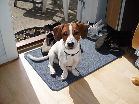 Blanding af racer Mozzi - Mozzi med en gnavet sko. billede 13