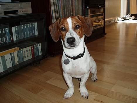 Blanding af racer Mozzi - Mozzi billede 14