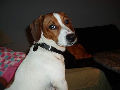 Blanding af racer Mozzi - Mozzi billede 15