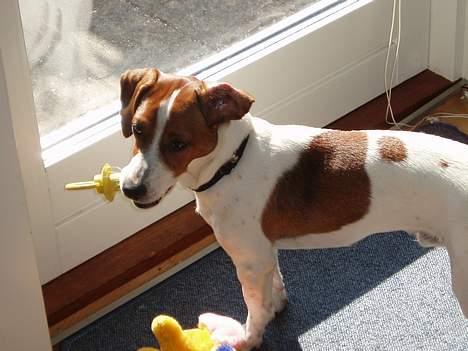 Blanding af racer Mozzi - Mozzi med sin sut. billede 16