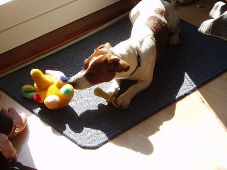 Blanding af racer Mozzi - Mozzis favorit sted i solen med sin sut og bamse. billede 17