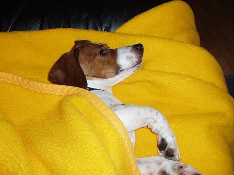 Blanding af racer Mozzi - Mozzi med tæppe over sig.     Zzzz... billede 18