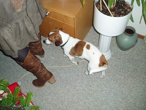 Blanding af racer Mozzi - Mozzi danser om juletræet. billede 19