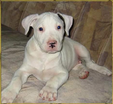 Blanding af racer Ice (Memory R.I.P.) billede 14