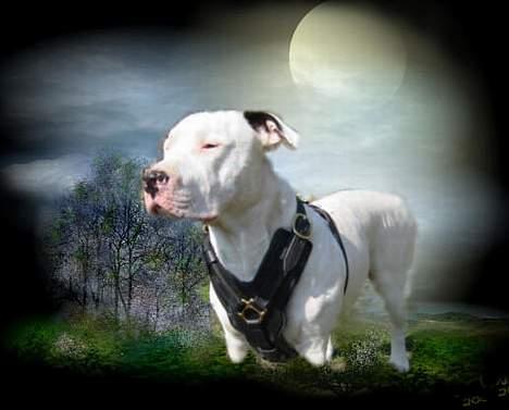 Blanding af racer Ice (Memory R.I.P.) billede 16