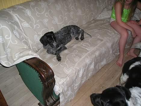 Blanding af racer Gaia - Her her ligger jeg og slapper af på min sofa :o) billede 1