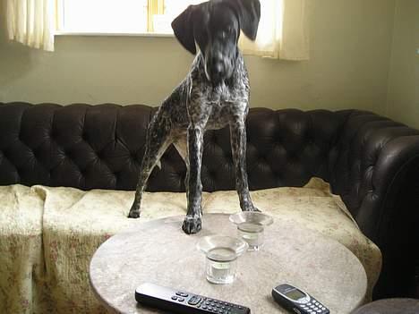 Blanding af racer Gaia - Hejsa - godt mor ikke ser dette :o) billede 2