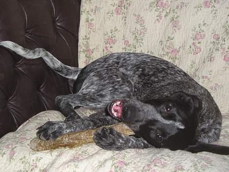 Blanding af racer Gaia - HVAD... hvem siger jeg ser fjollet ud??? billede 3