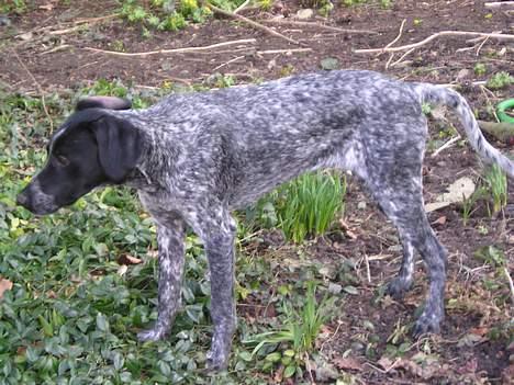 Blanding af racer Gaia - Sfhyyy - jeg skal have fat på den fugl billede 4