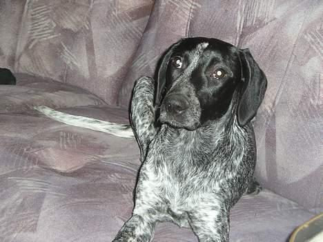 Blanding af racer Gaia - Jeg er da meget sød. billede 5