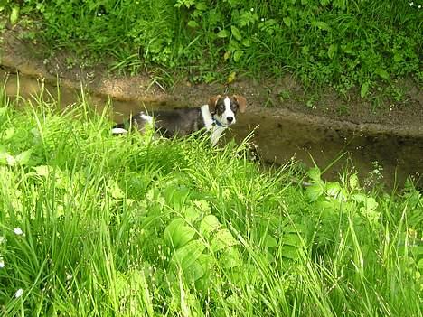 Blanding af racer Zeus - Det er hyggeligt at lege ved åen :o) billede 1