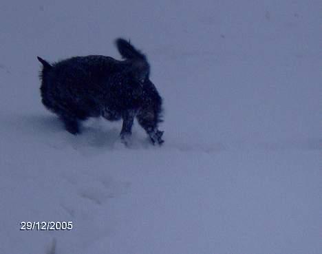 Blanding af racer Elvis - Elvis i sneen.. han er ret sur over at der ikke er noget sne endnu i år... billede 5