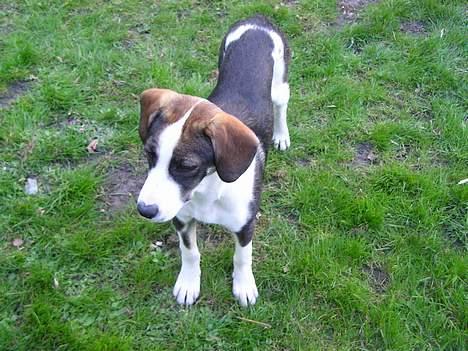 Blanding af racer Zeus - Hey er der ingen der gider at lege med mig?? billede 3