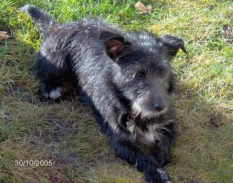 Blanding af racer Elvis - Dette billede blev brugt til min onkels julegave.. Elvis er blevet til ølvis... billede 6