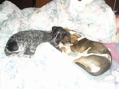 Blanding af racer Zeus - Livet er herligt, så blødt lå jeg ikke i Grækenland billede 4