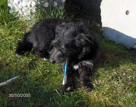 Blanding af racer Elvis - Jeg kan også børste mine tænder når jeg har været i mors Chokolade billede 7