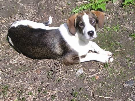 Blanding af racer Zeus - Zeus nyder at ligge i haven billede 5