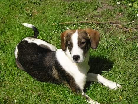 Blanding af racer Zeus billede 6