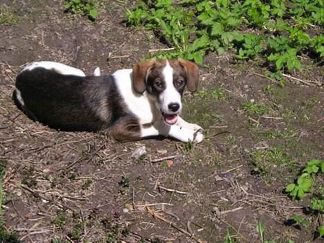 Blanding af racer Zeus billede 7