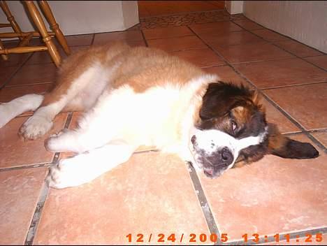 Sankt bernhardshund ~Aslan~ - Jeg ta´r mig lige en slapper................... billede 1