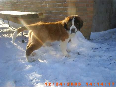 Sankt bernhardshund ~Aslan~ - Uhh........ Jeg elsker sne.......... billede 3