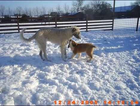 Sankt bernhardshund ~Aslan~ - Her leger jeg med Fanta.... billede 4