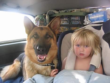 Schæferhund Sonto´s Galina (Pensionist ) - Galina og Stella i bilen på vej hjem fra ferie :-) billede 10