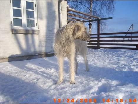 Irsk ulvehund ~Fanta~ - billed smuk...... billede 16