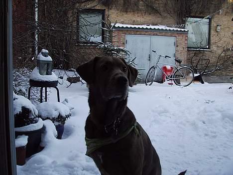 Labrador retriever Tilde billede 3
