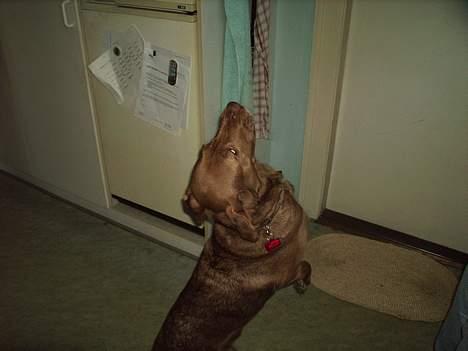 Labrador retriever Tilde billede 4