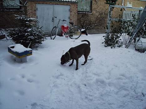 Labrador retriever Tilde billede 5