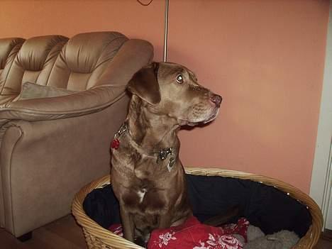 Labrador retriever Tilde billede 6