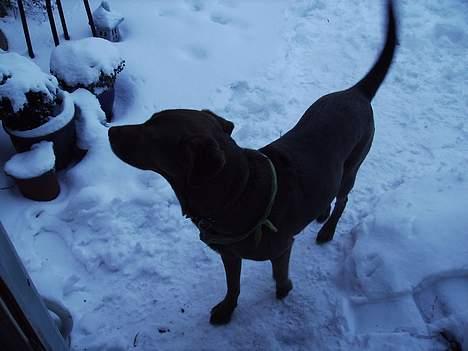 Labrador retriever Tilde billede 7