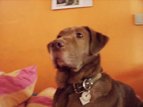 Labrador retriever Tilde billede 8