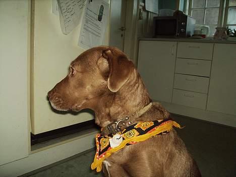 Labrador retriever Tilde billede 9