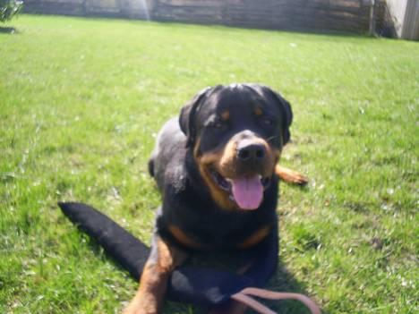 Rottweiler *Simba* (Cue Beat) billede 13