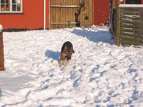 Schæferhund Sonto´s  Kira  (pensionist ) - Kira hygger i sneen 22-0106 billede 5