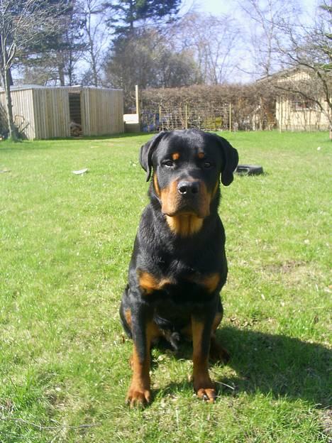 Rottweiler *Simba* (Cue Beat) billede 14